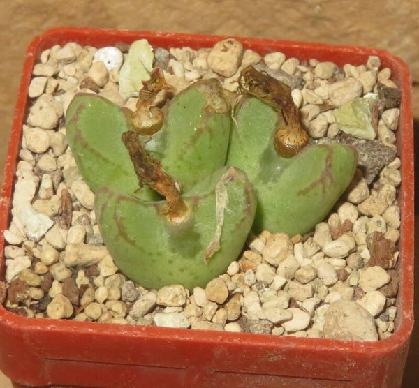 Conophytum bicarinatum Skitterykloof