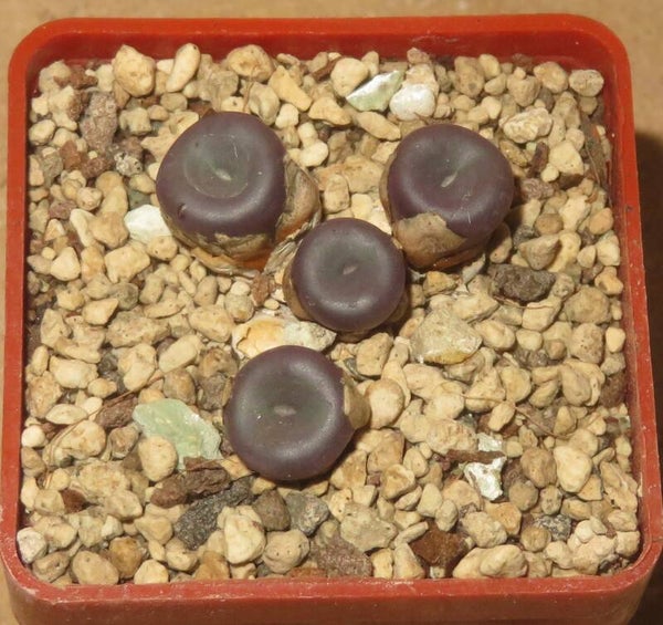Conophytum minutum var. nudum Variens
