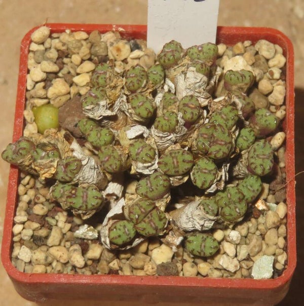 Conophytum obcordellum ssp. rolfii