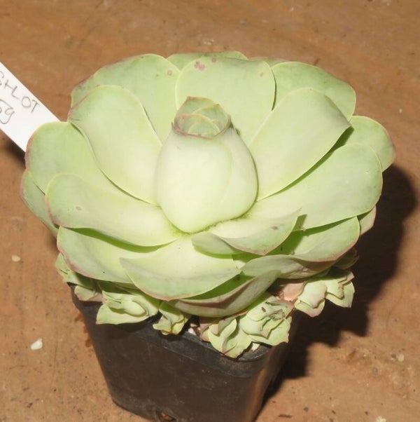 Greenovia diplocycla