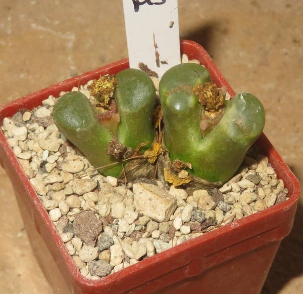 Conophytum caroli
