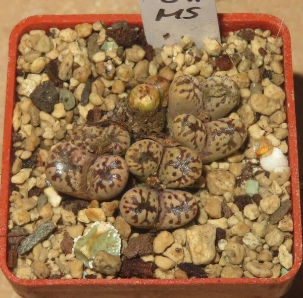 Conophytum pellucidum v. terricolor