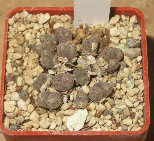 Conophytum minusculum Brugkraal