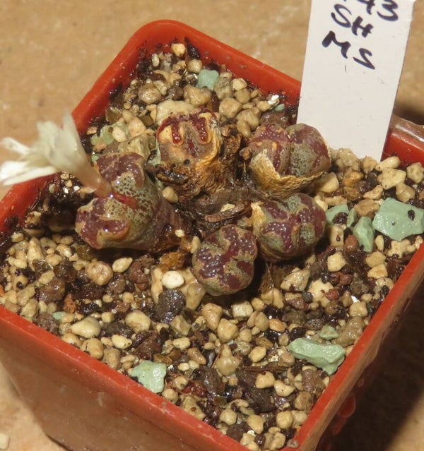 Conophytum pellucidum v. terricolor