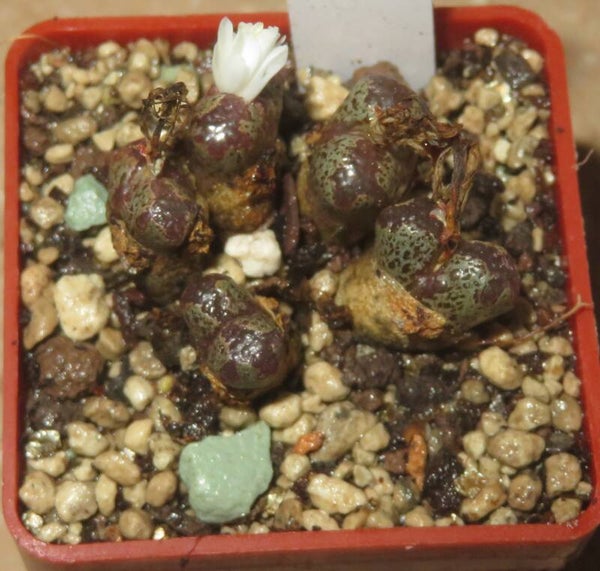 Conophytum pellucidum v. terricolor
