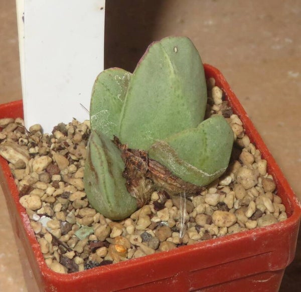 Conophytum hanae