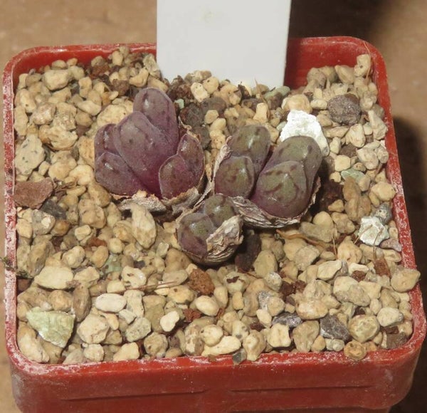 Conophytum minusculum Brugkraal