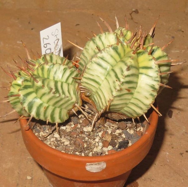 Euphorbia meloformis variegata