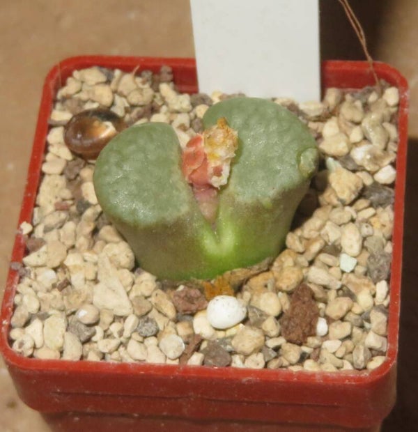 Conophytum caroli - australe Banke