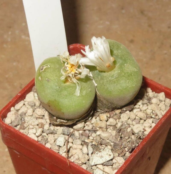 Conophytum concavum LAV2112