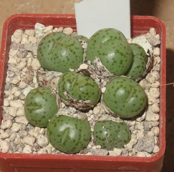 Conophytum minimum ex Eret
