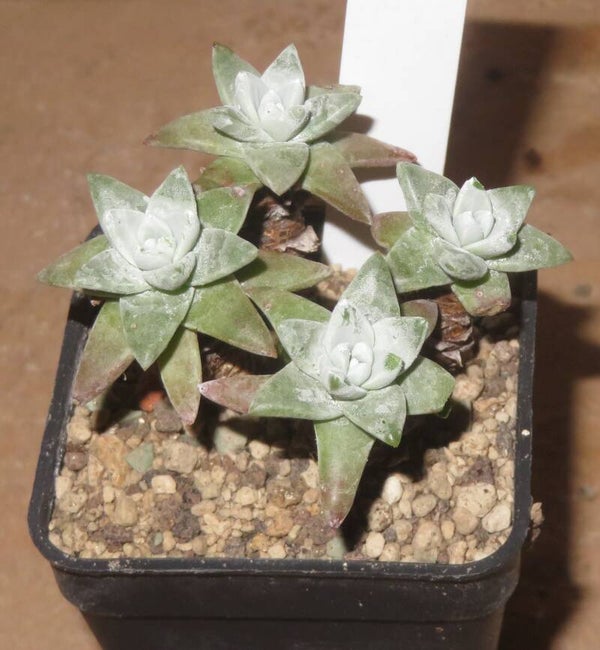 Dudleya greenei cv white sprite gnoma