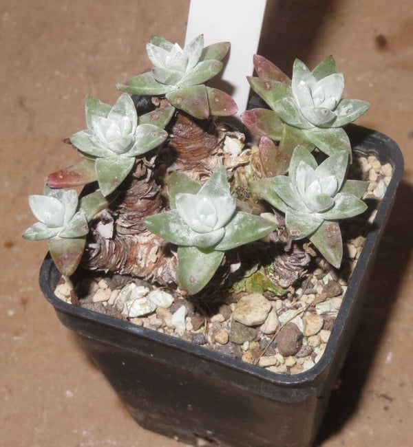 Dudleya greenei cv white sprite gnoma - Caudex Sukkulente Pflanze