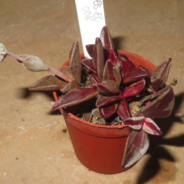 Lenophyllum guttatum variegata