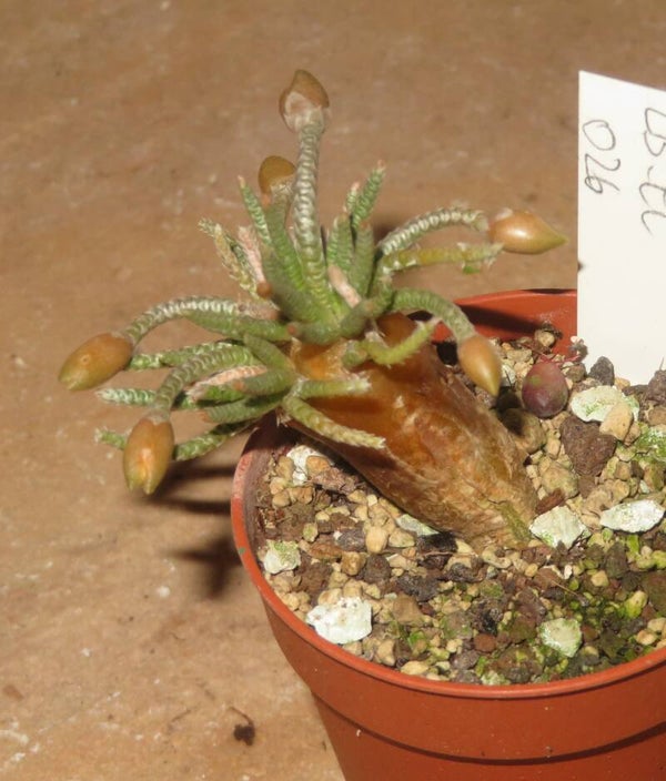 Avonia quinaria ssp. alstonii - seltene weiß blühende Form