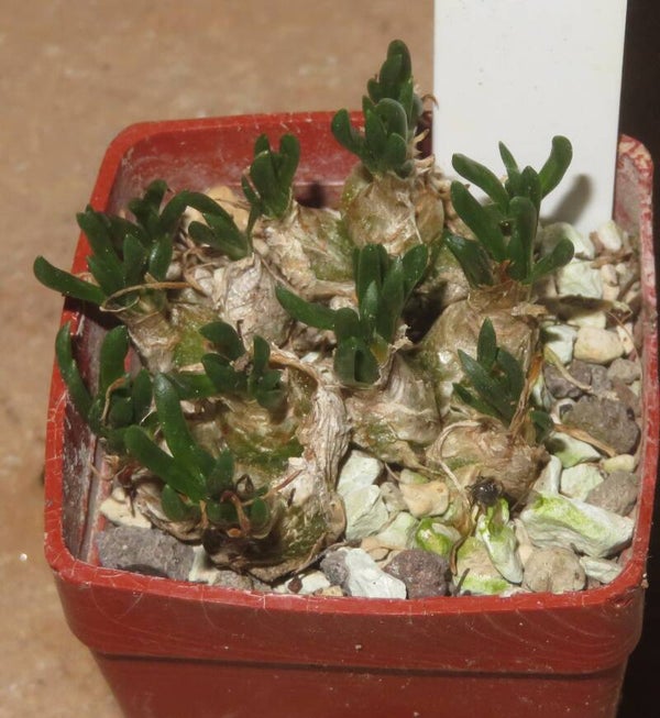 Ornithogalum lithopsioides – Bulb Zwiebel