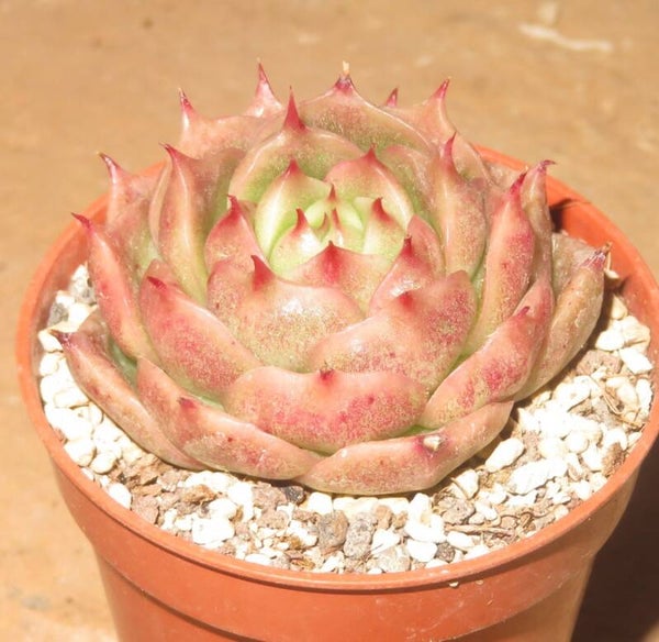 Echeveria cv Sugar Kiss - 2 Blätter / Blattstecklinge