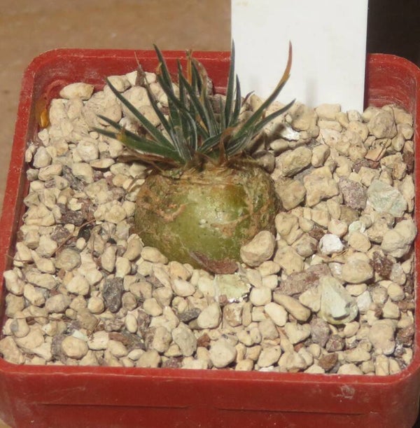 Ornithogalum sardienii f. minor – sukkulente Bulb / Zwiebel