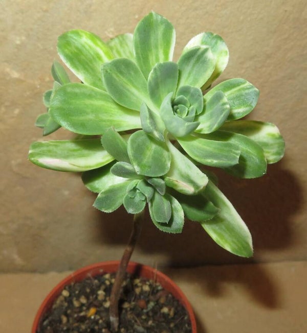 Aeonium castello-paivae f. variegata cv Suncup