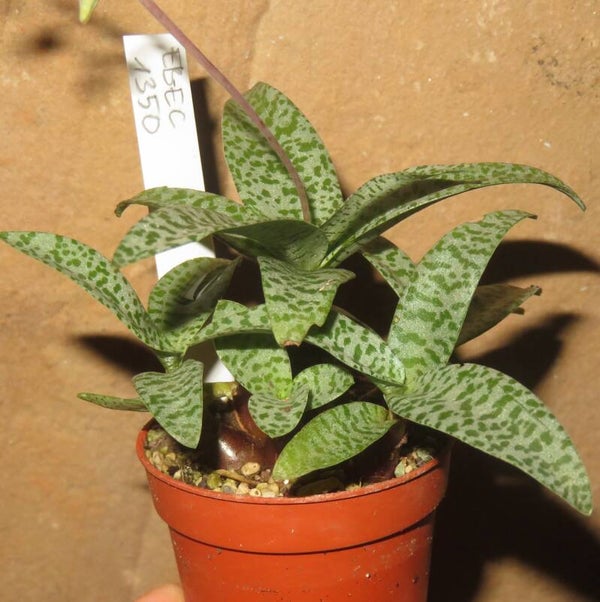 Ledebouria Scilla socialis var minor