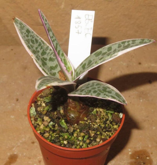Ledebouria socialis Scilla violacea variegata – Bulb Zwiebel
