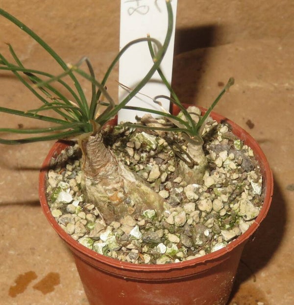 Albuca humilis – Bulb / Zwiebel