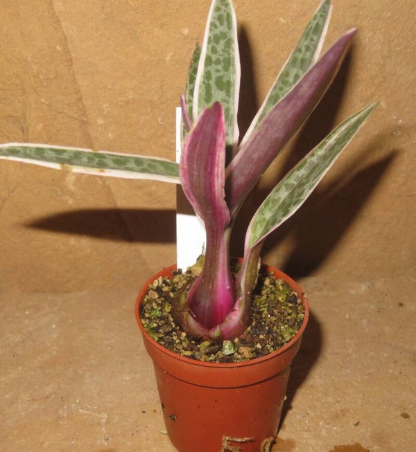 Ledebouria socialis Scilla violacea variegata – Bulb Zwiebel