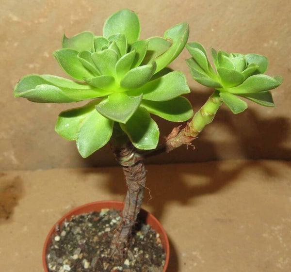 Aeonium dodrantale
