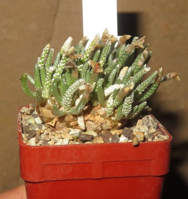 Avonia quinaria ssp. quinaria - Pinke Blüte - alte Caudex Pflanze