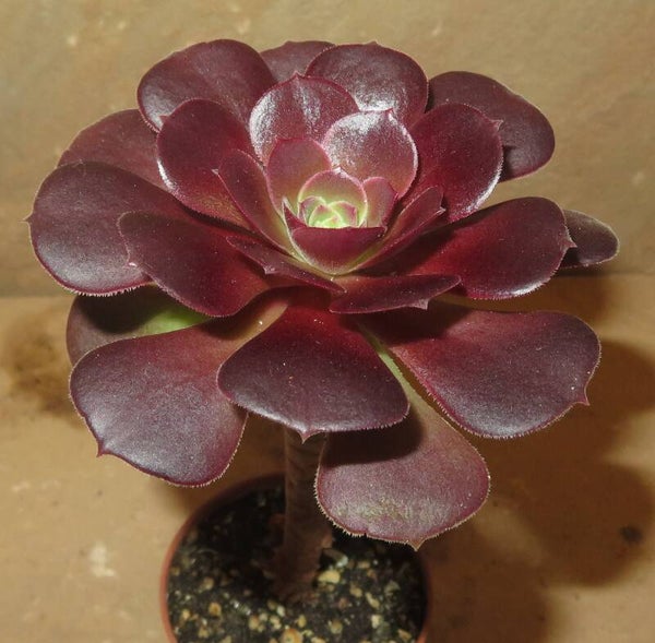 Aeonium cv Blushing Beauty