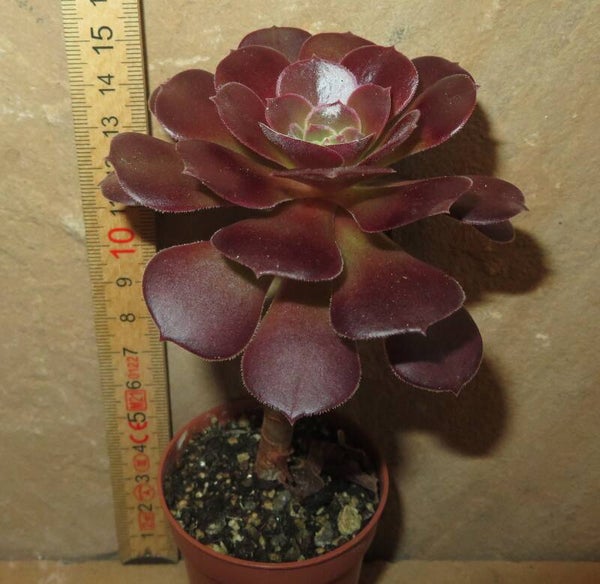 Aeonium cv Blushing Beauty