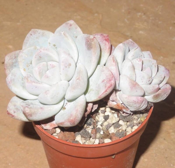 Echeveria cv Ice Green - 2 Blätter / Blattstecklinge