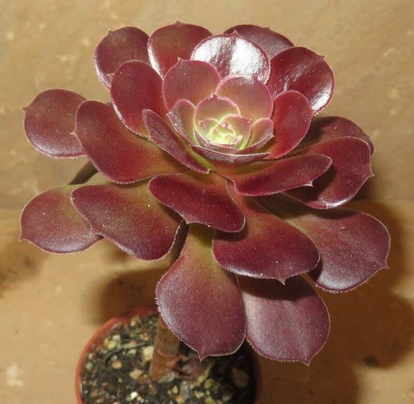 Aeonium cv Blushing Beauty