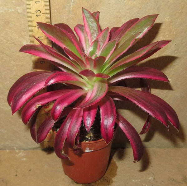 Aeonium cv Peacock variegata - Black Magic