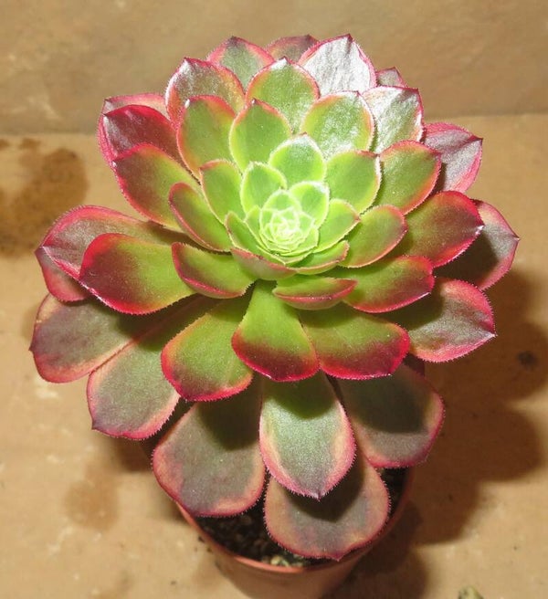 Aeonium cv Festival - Fiesta variegata