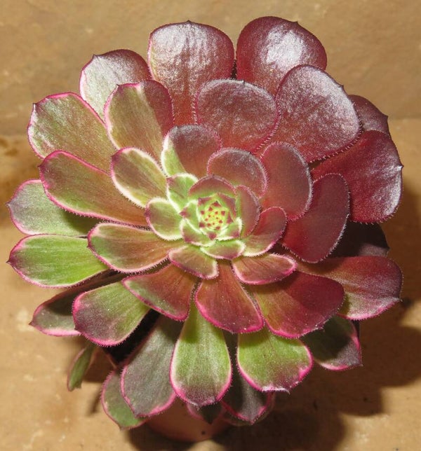 Aeonium cv Ink Painting variegata