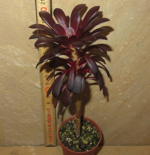Aeonium arboreum 'Atropurpureum' SCHWARZKOPF