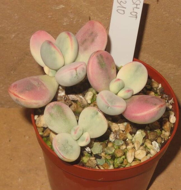 Cotyledon orbiculata Oophylla variegata