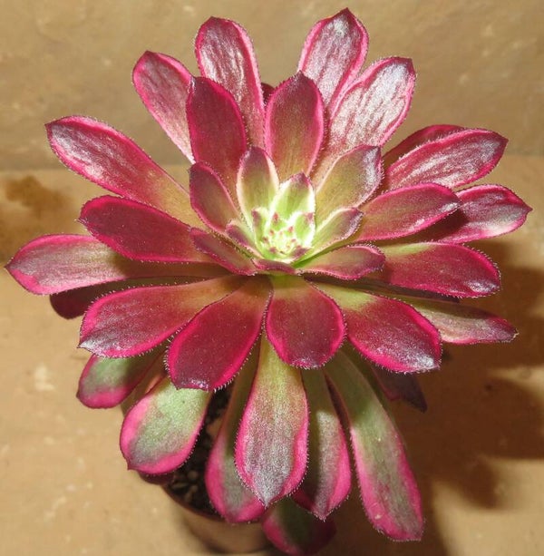 Aeonium cv Mardi Gras variegata