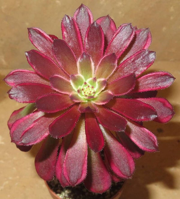 Aeonium cv Mardi Gras variegata