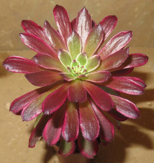 Aeonium cv Mardi Gras variegata