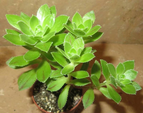Aeonium simsii cv Frosty