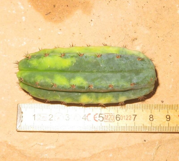 Trichocereus pachanoi variegata – Echinopsis San Pedro Cactus Kaktus Steckling