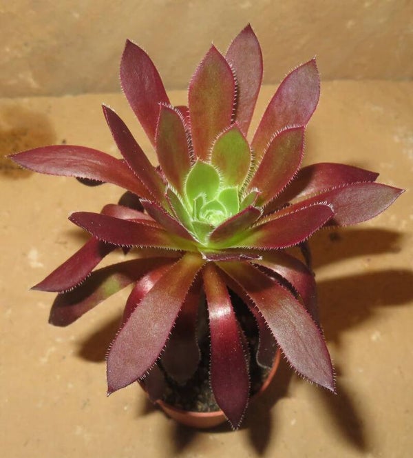 Aeonium simsii x Schwarzkopf cv Black Magic