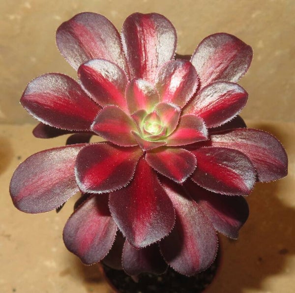 Aeonium cv Kilimanjaro variegata