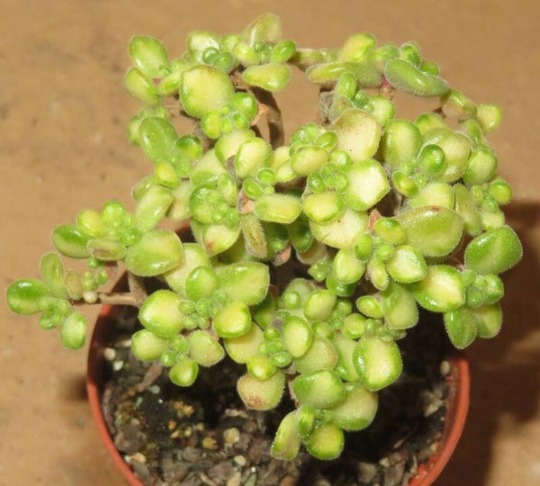 Aeonium lindleyi variegata