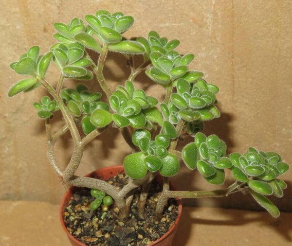 Aeonium lindleyi