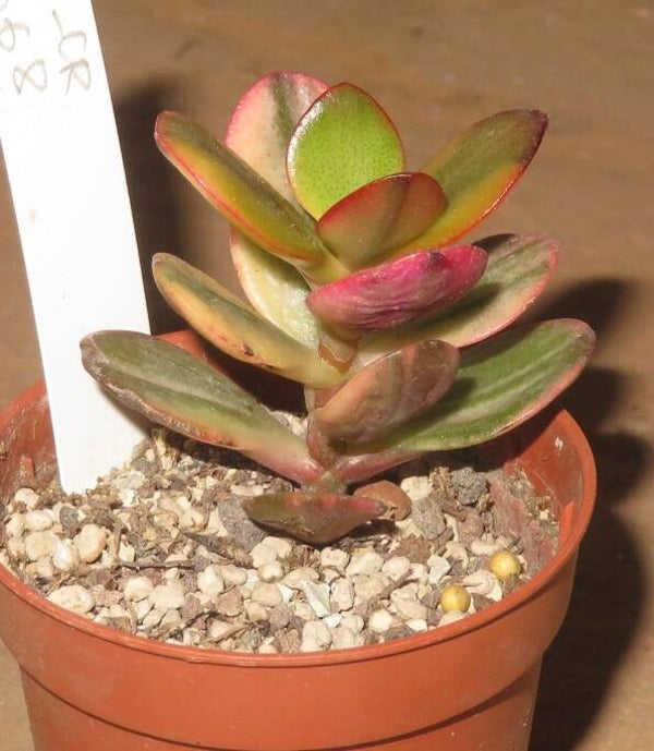 Crassula argentea cv Majiko Gorudo variegata