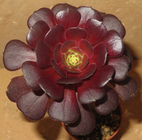 Aeonium cv Black Sun - Ex Mardi Gras
