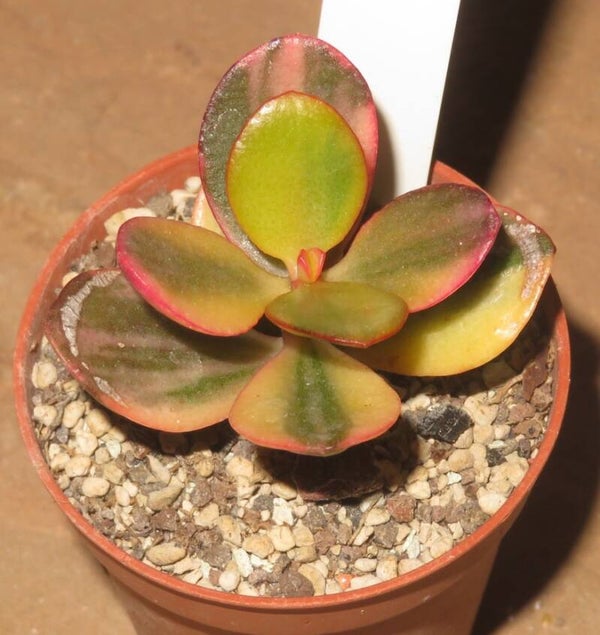 Crassula argentea cv Majiko Gorudo variegata